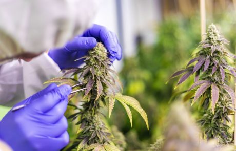Murray River Organics approved to grow low-THC cannabis Industry Expert QA with Adrian Higgins 1 - Blackbook Executive Recruitment
